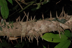 Flacourtia montana